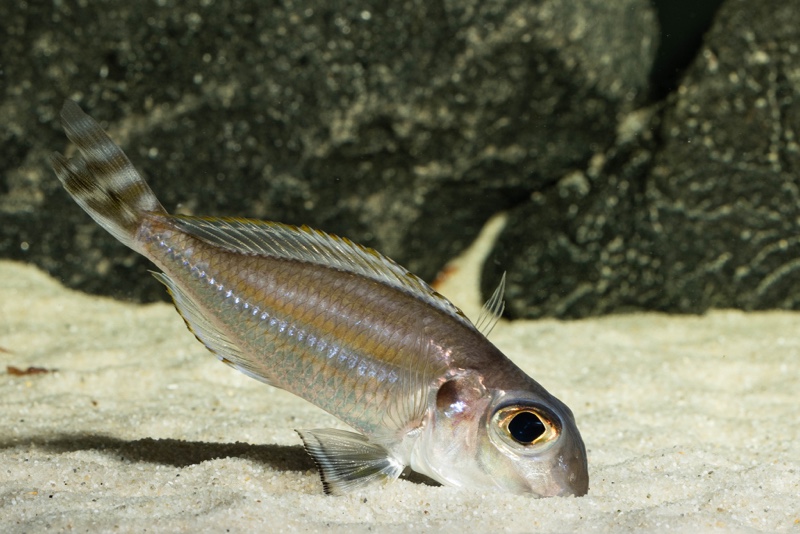 Xenotilapia caudafasciata